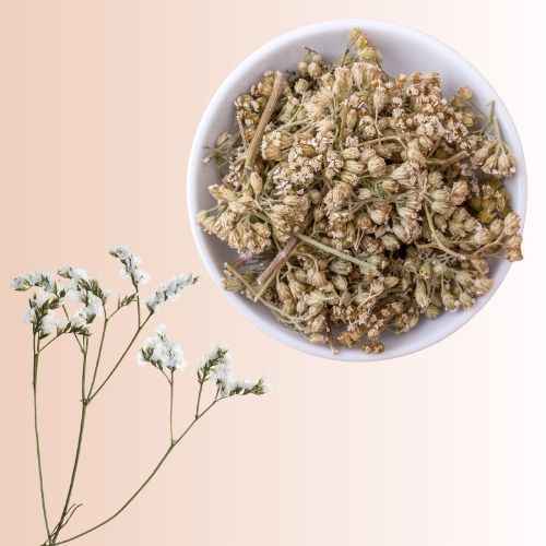 Achillée Millefeuille – Infusion simple / Les Elixirs de Terre Mère