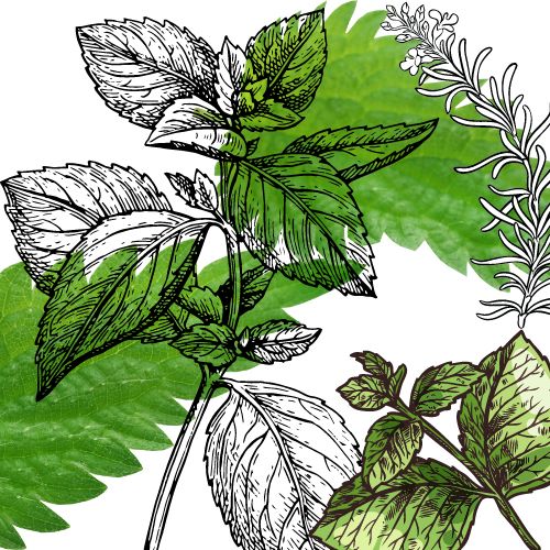 Charme Revitalisant - Infusion composée / Les Elixirs de Terre Mère