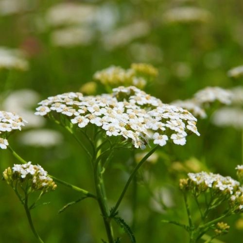 Achillée Millefeuille – Infusion simple / Les Elixirs de Terre Mère
