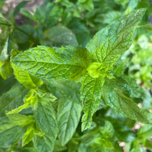 Menthe aux Mille vertus – Infusion simple / Les Elixirs de Terre Mère